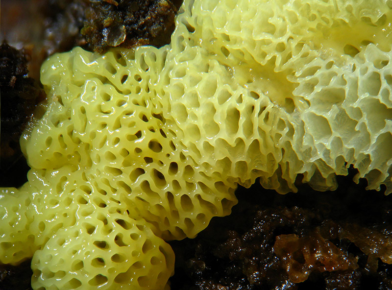Ceratiomyxa porioides